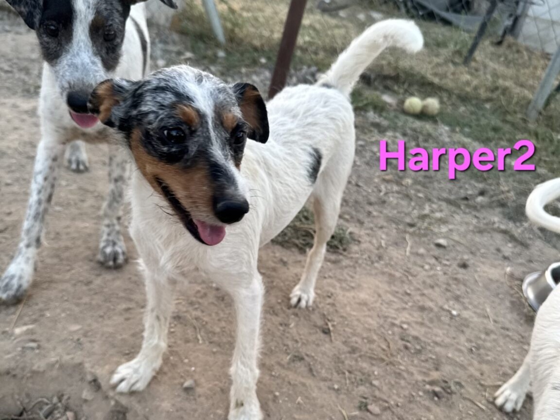 Harper2