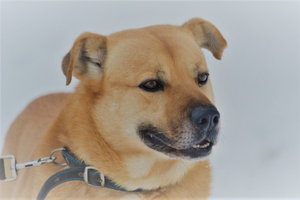 Dingo