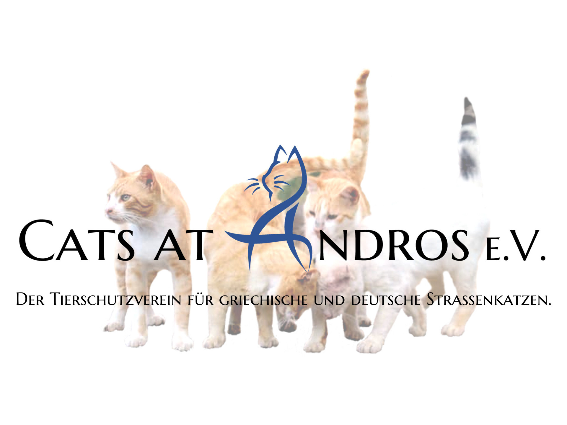 Cats at Andros e.V.