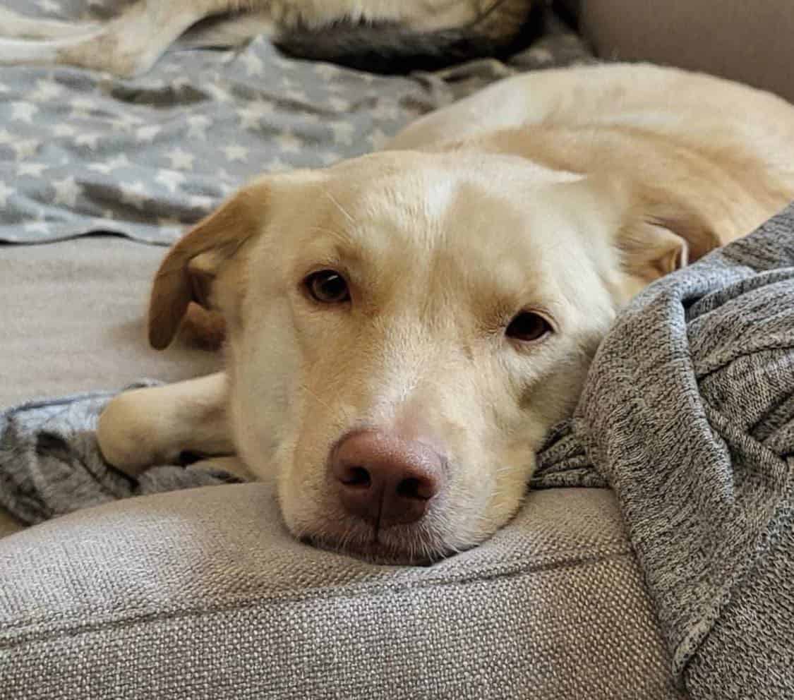Lumi