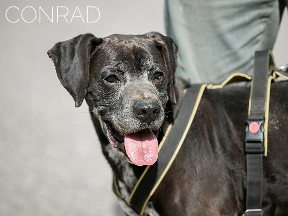 CONRAD
