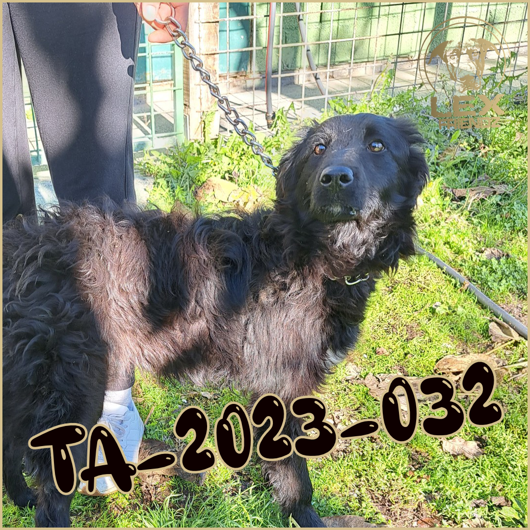 TA-2023-032