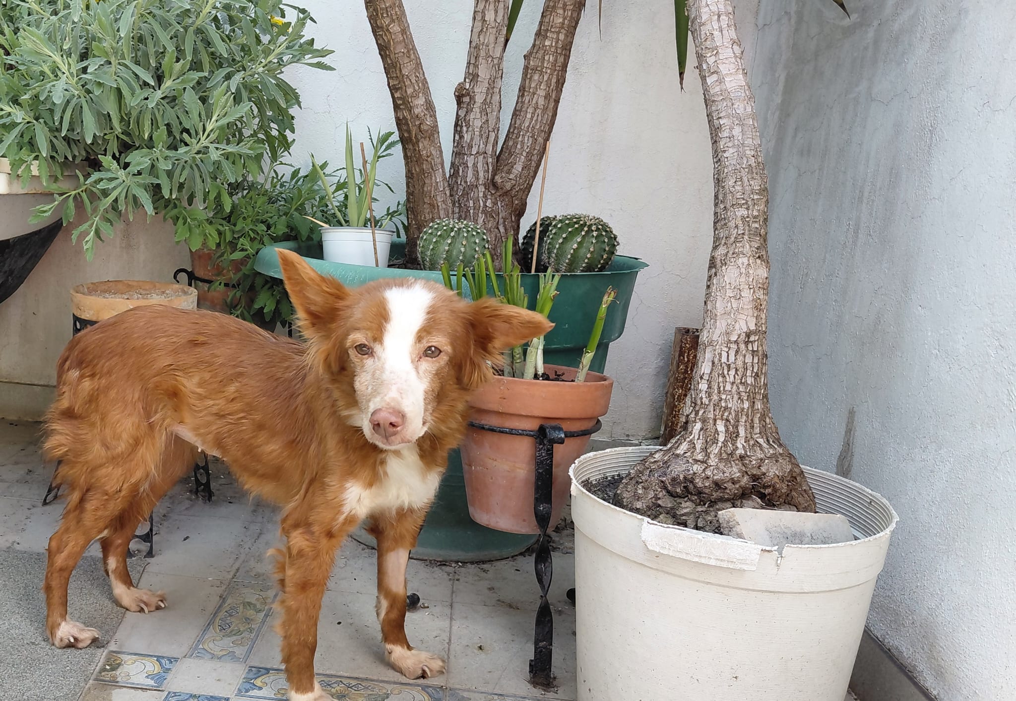 Roxy; Gnadenplatz gesucht
