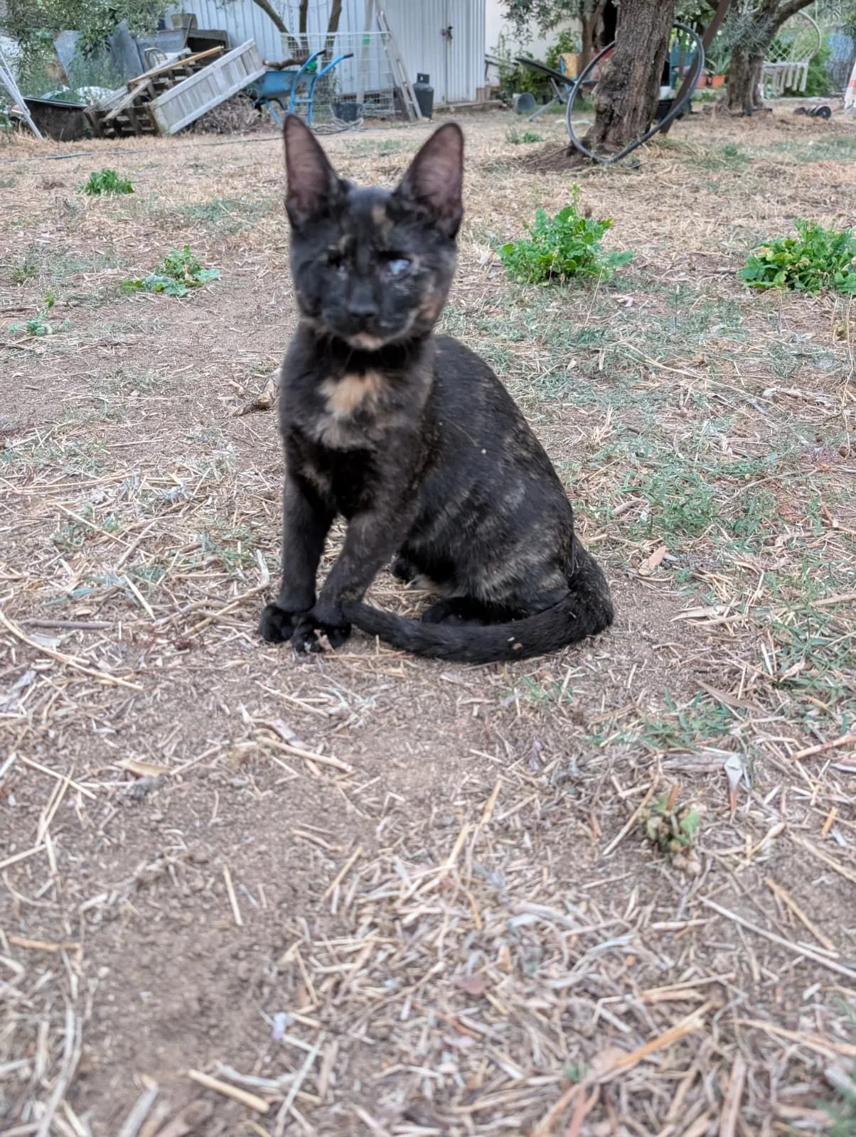 Pumba