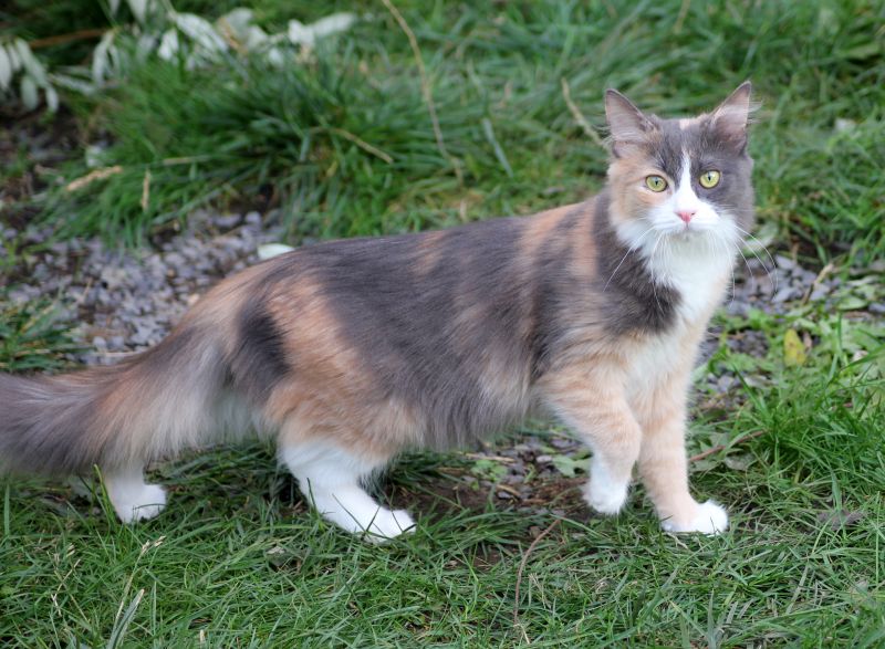 Sunnydays for Animals e.V.