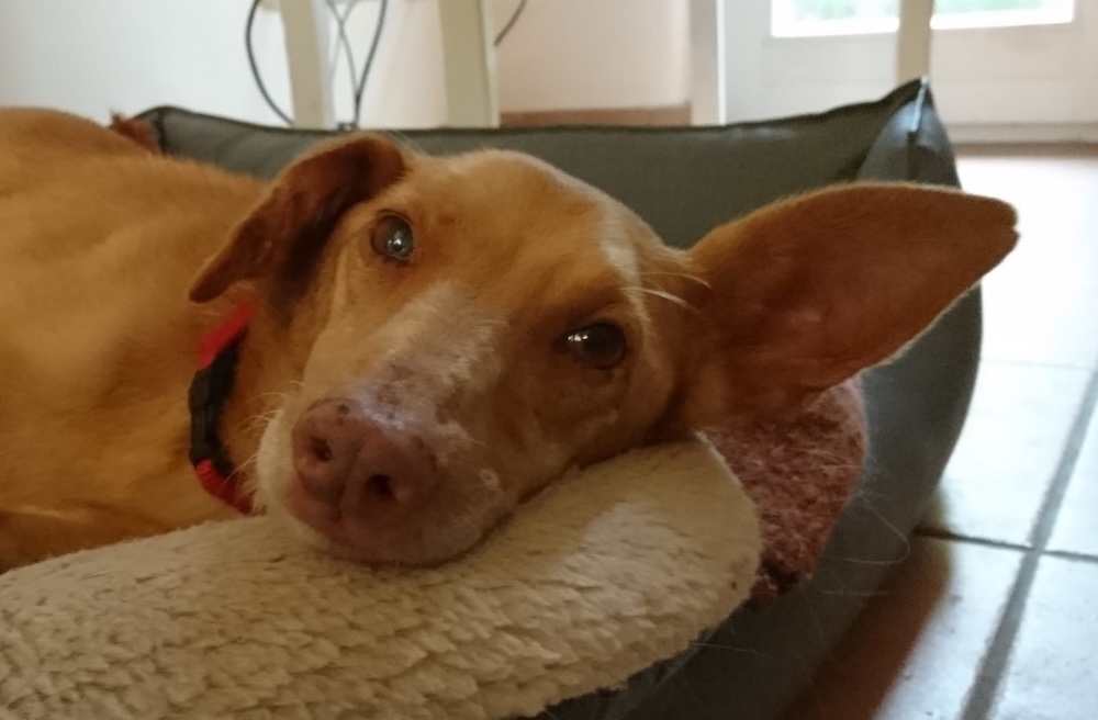 Santi