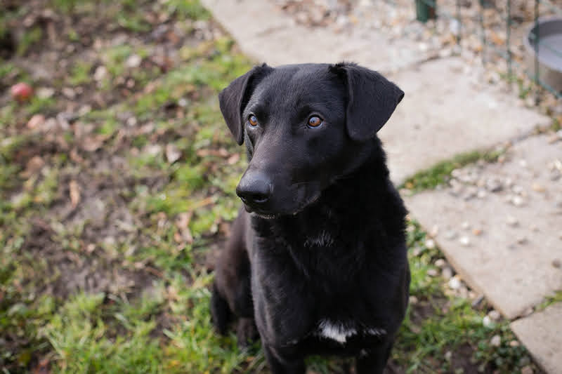 Cassius