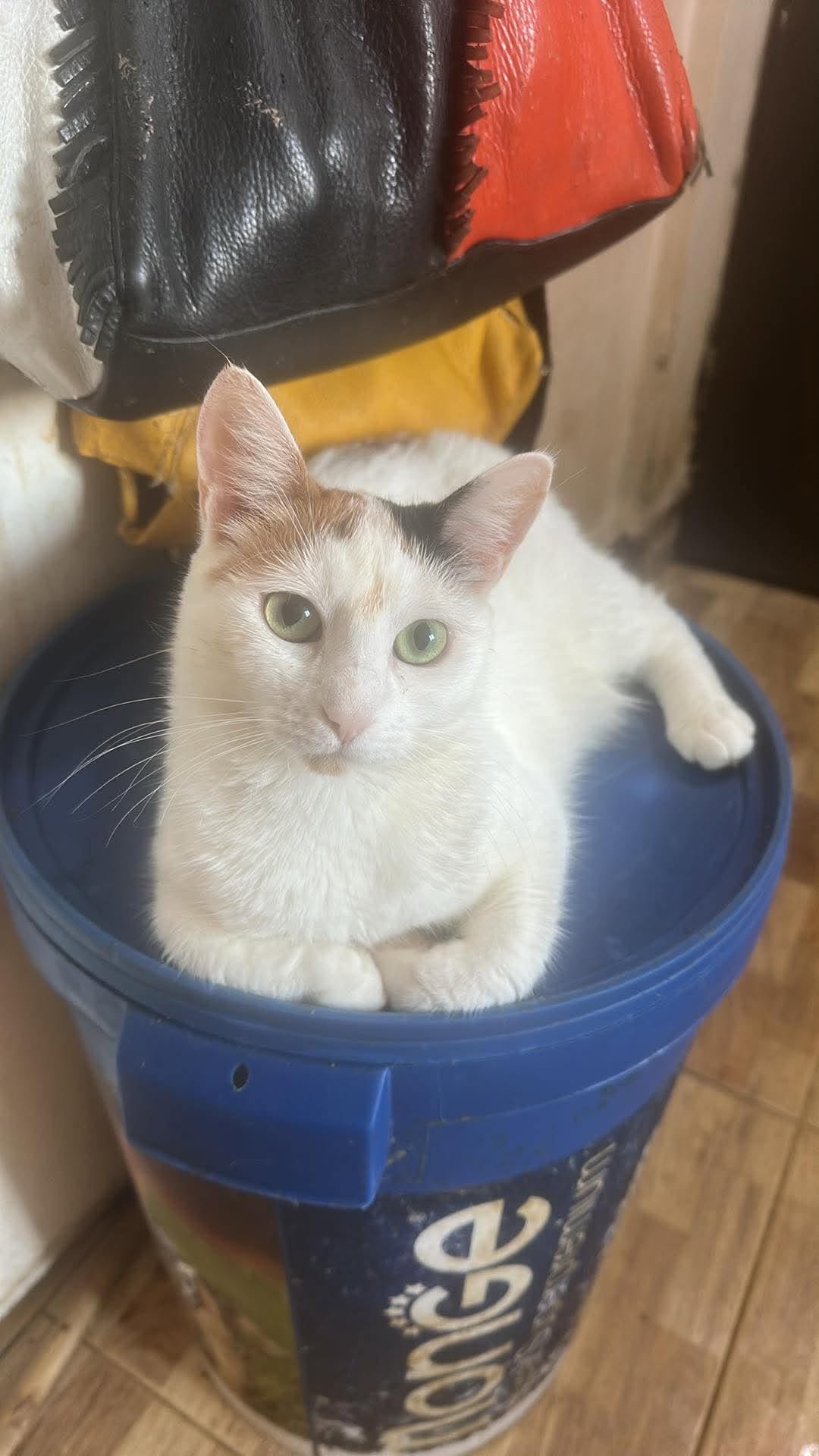 Kessy, ich suche Anschluß