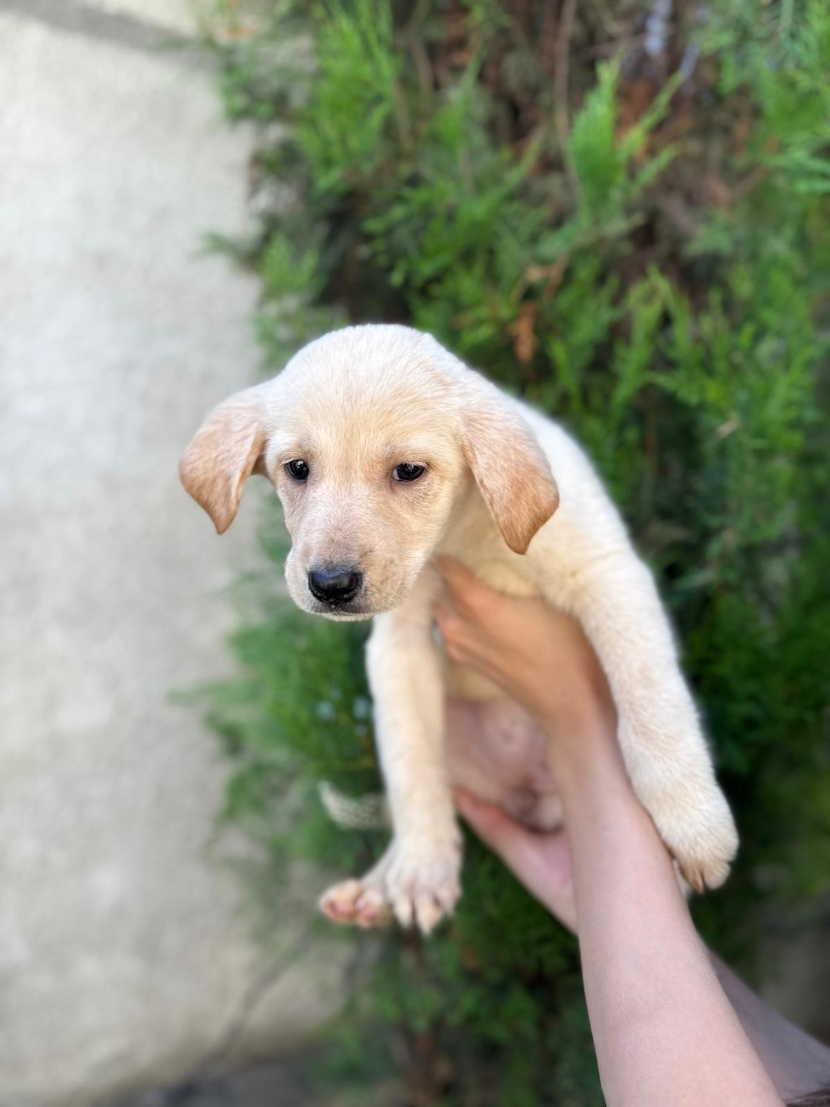 Elsa