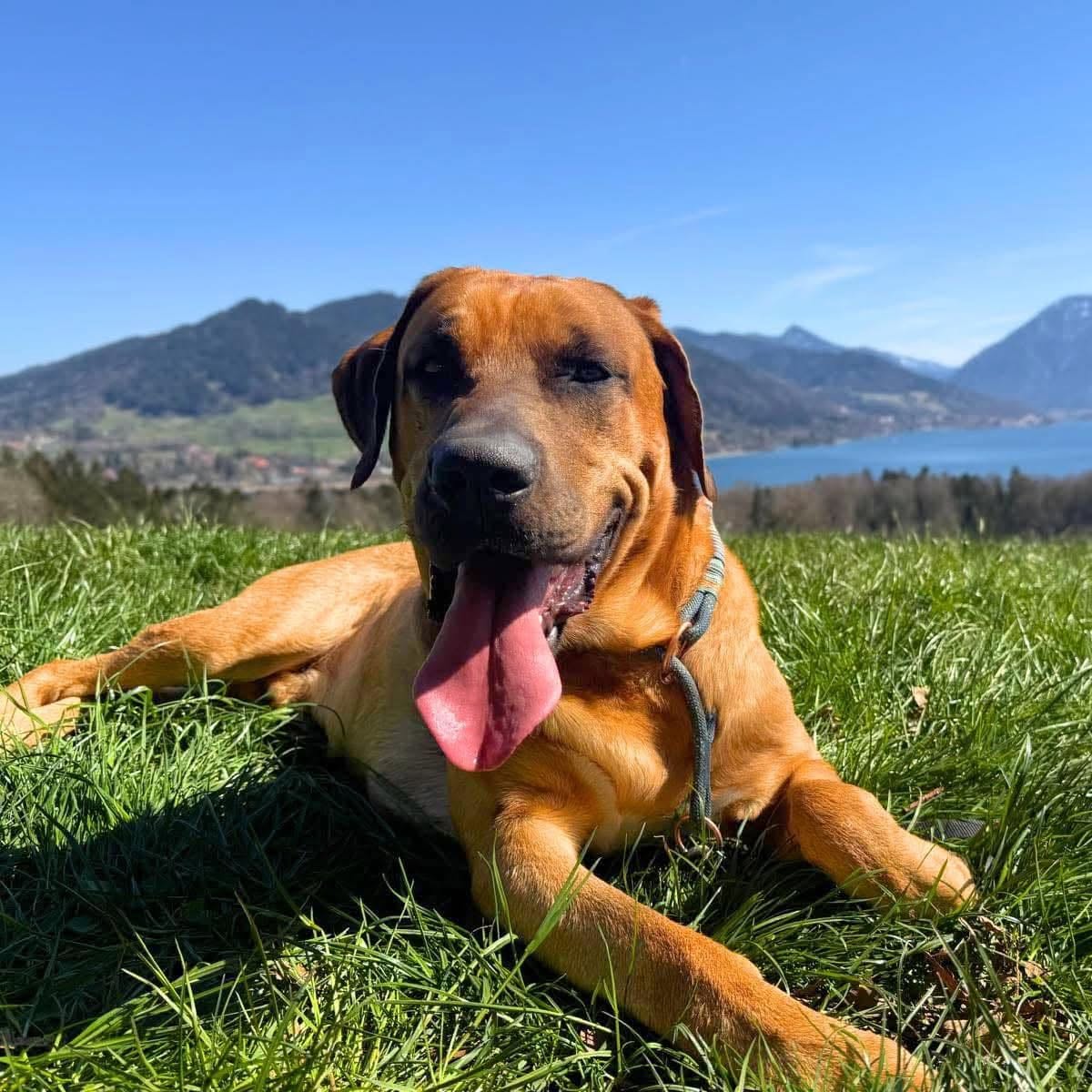 Apollo🐾 wartet in 83703