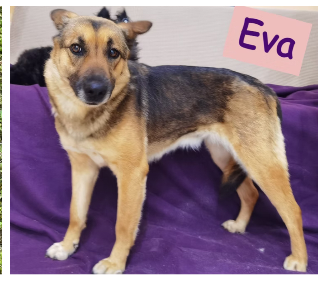 Eva
