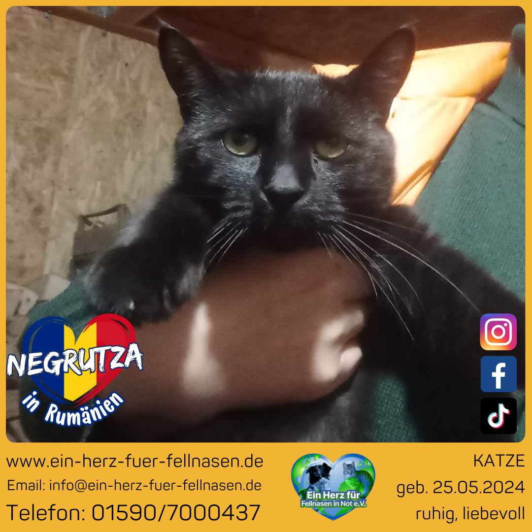 ❣️ Negrutza ❣️ Freigang❣️