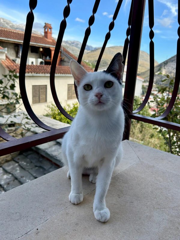 Kiki (FIV+)