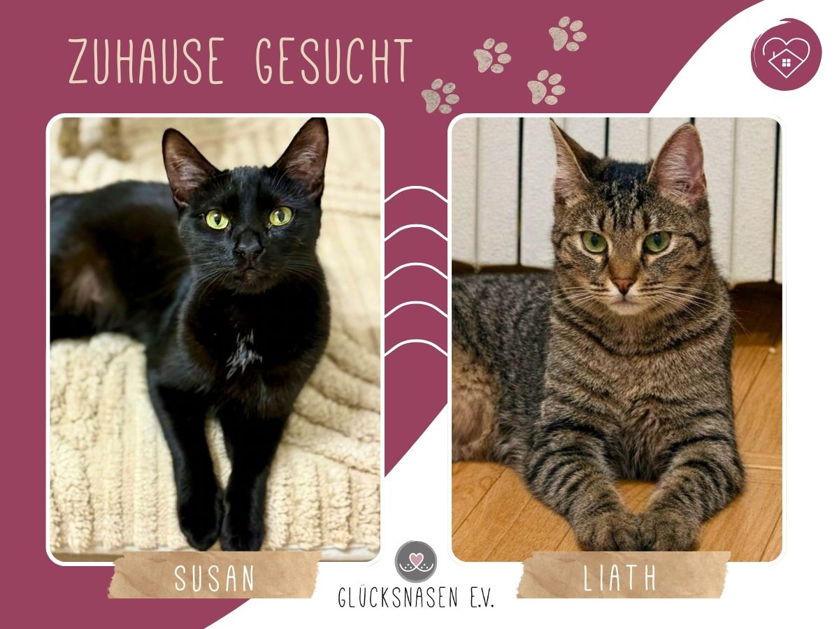Liath und Susan sind bereit