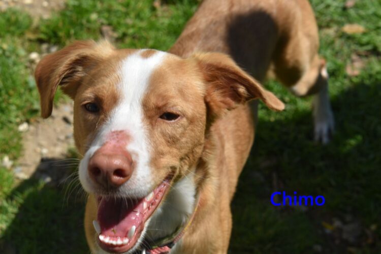 Chimo