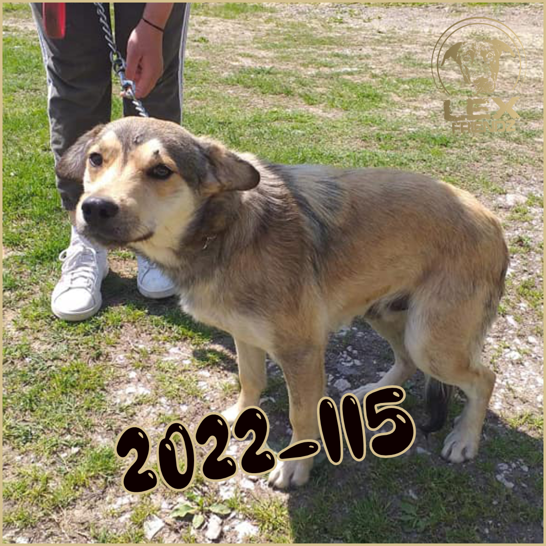 2022-115