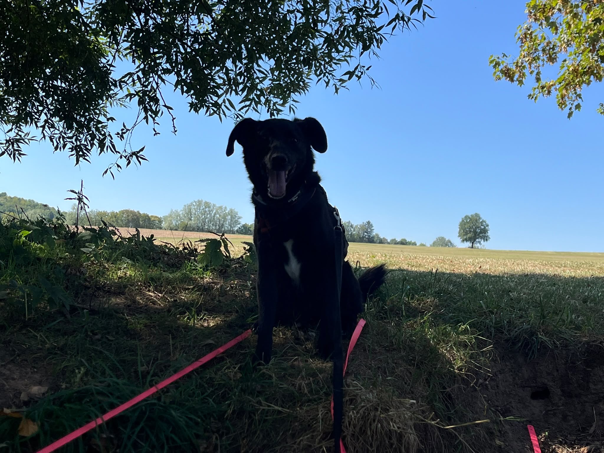 Boni - in DE auf Pflegestelle