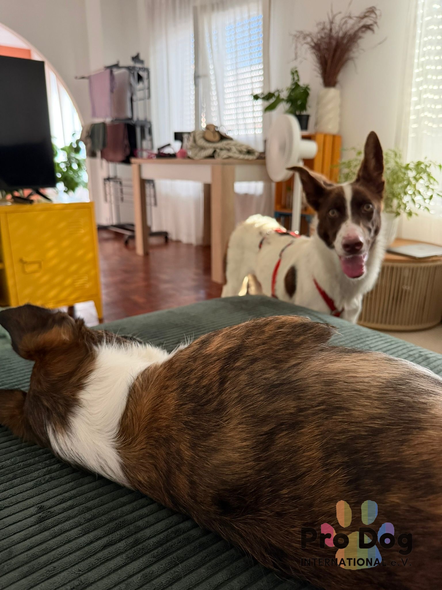Cleo sucht ihr Glück