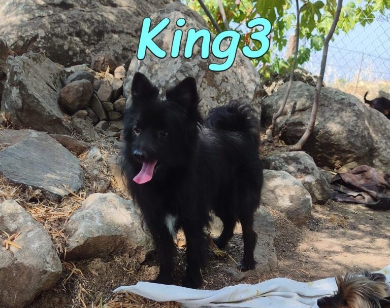 King3