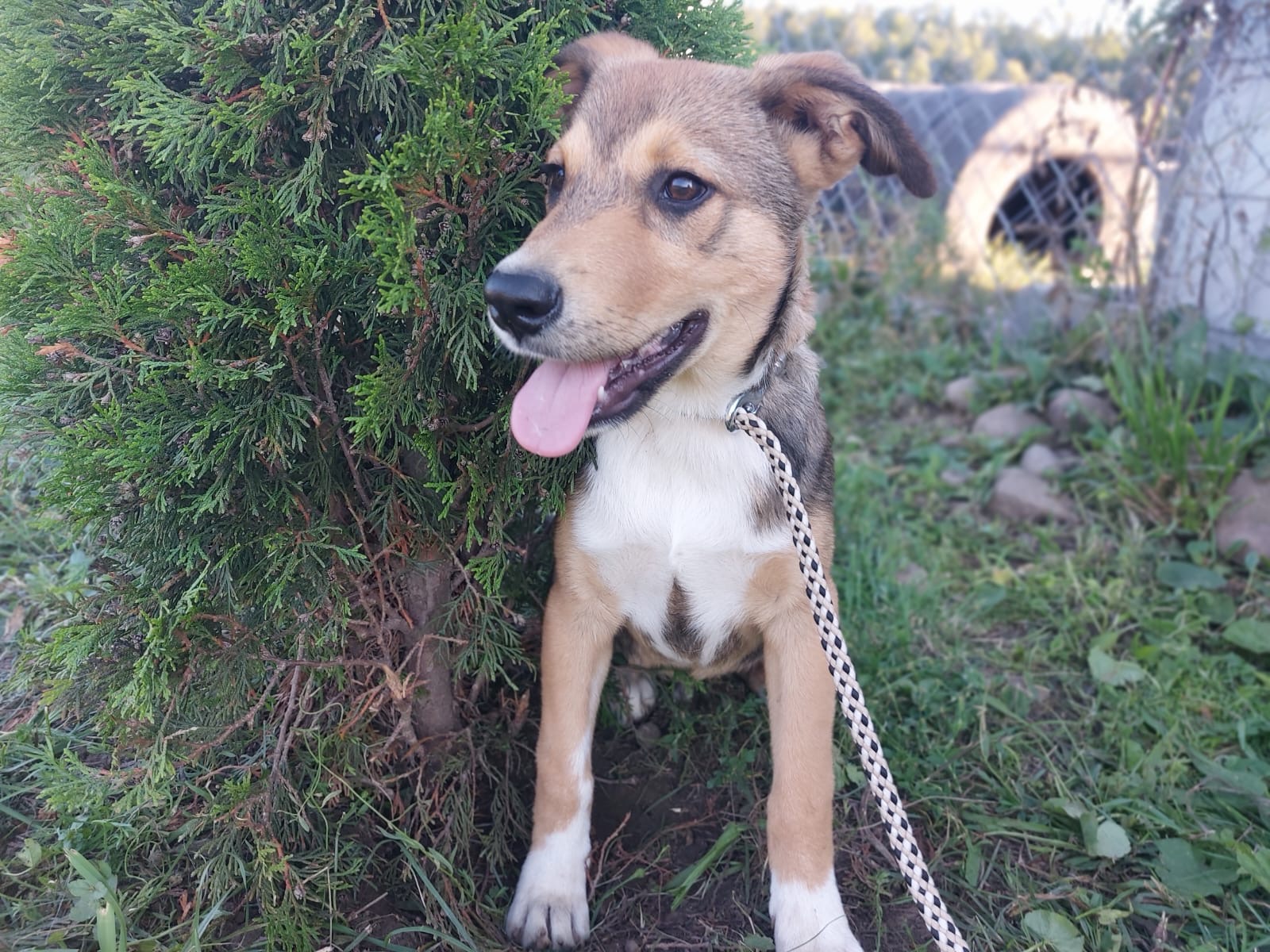 Luis 🐾🐕