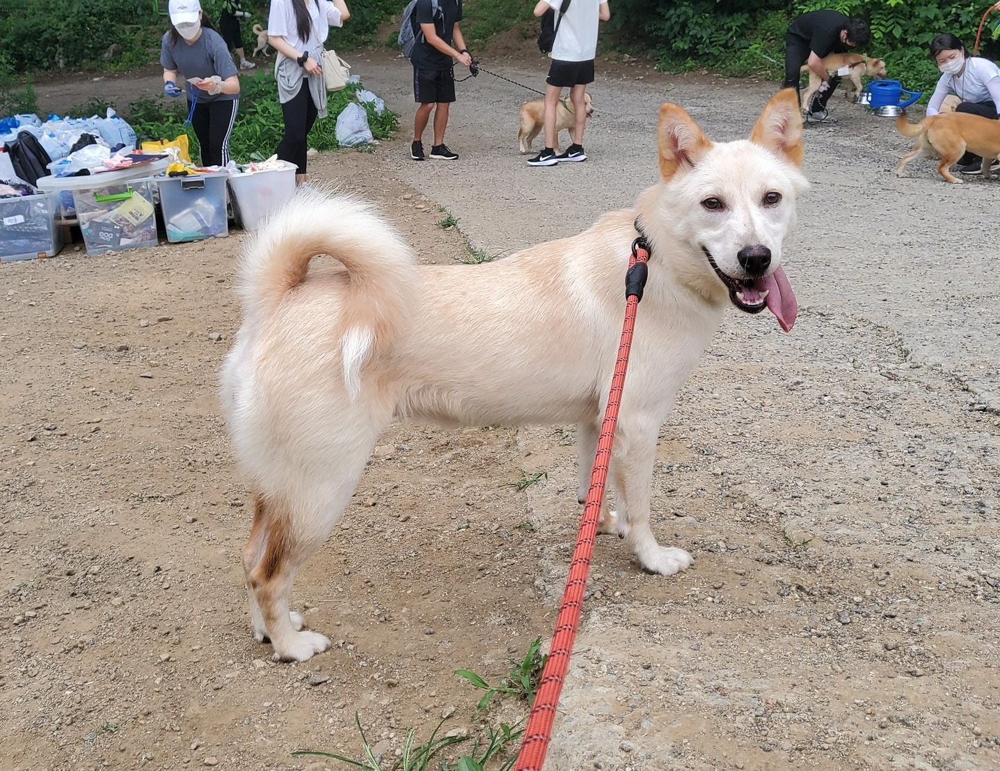 Hwasa