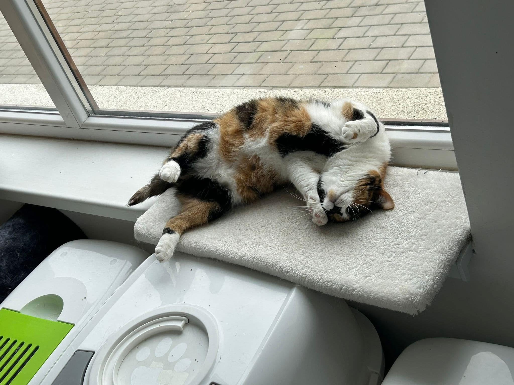 Elina🐾🐈