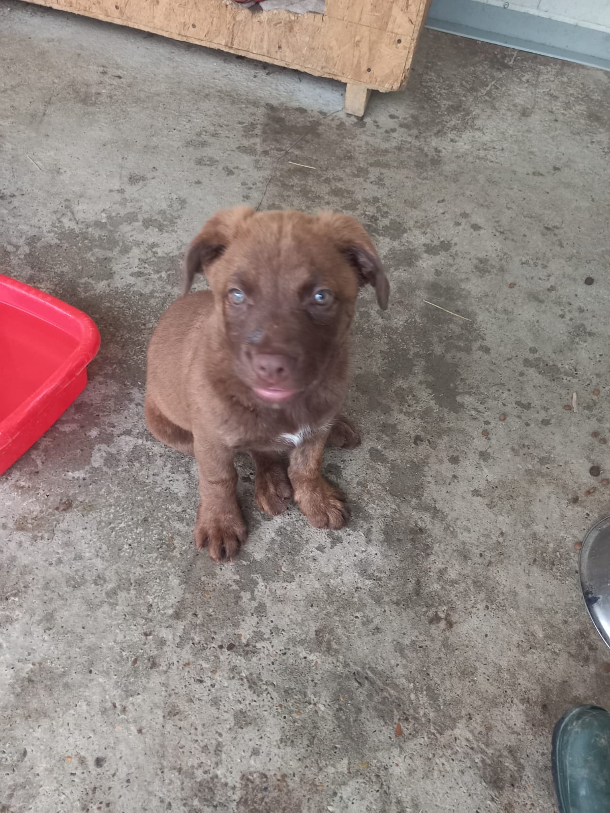 Wanja 🐕