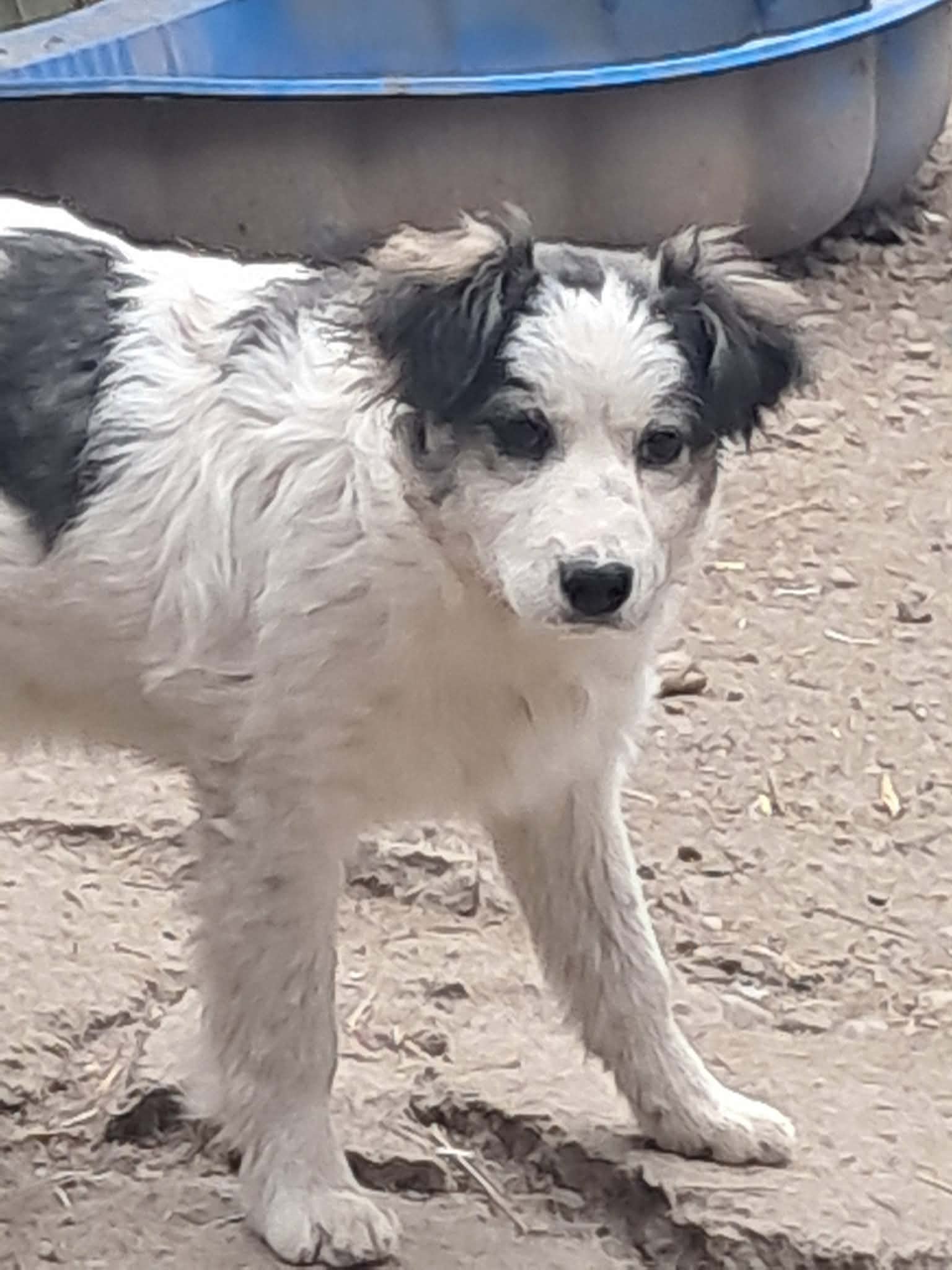 Ray, kleiner Hundemann