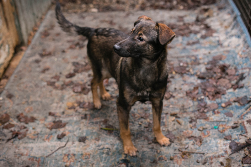 Duke