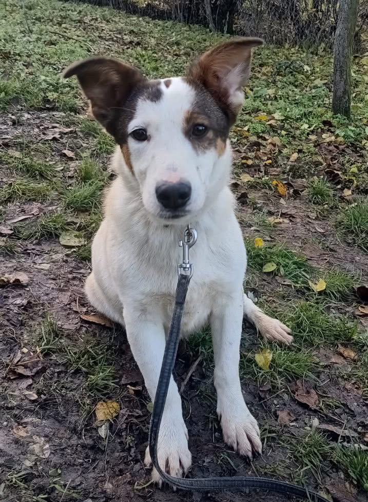 Lumi