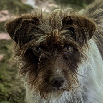 Zoi