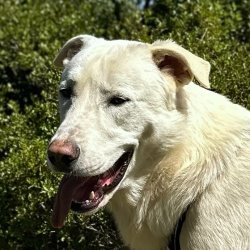 Nevado
