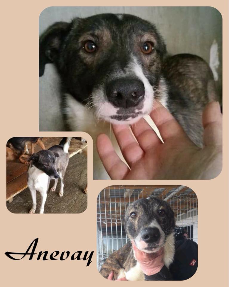 Anevay