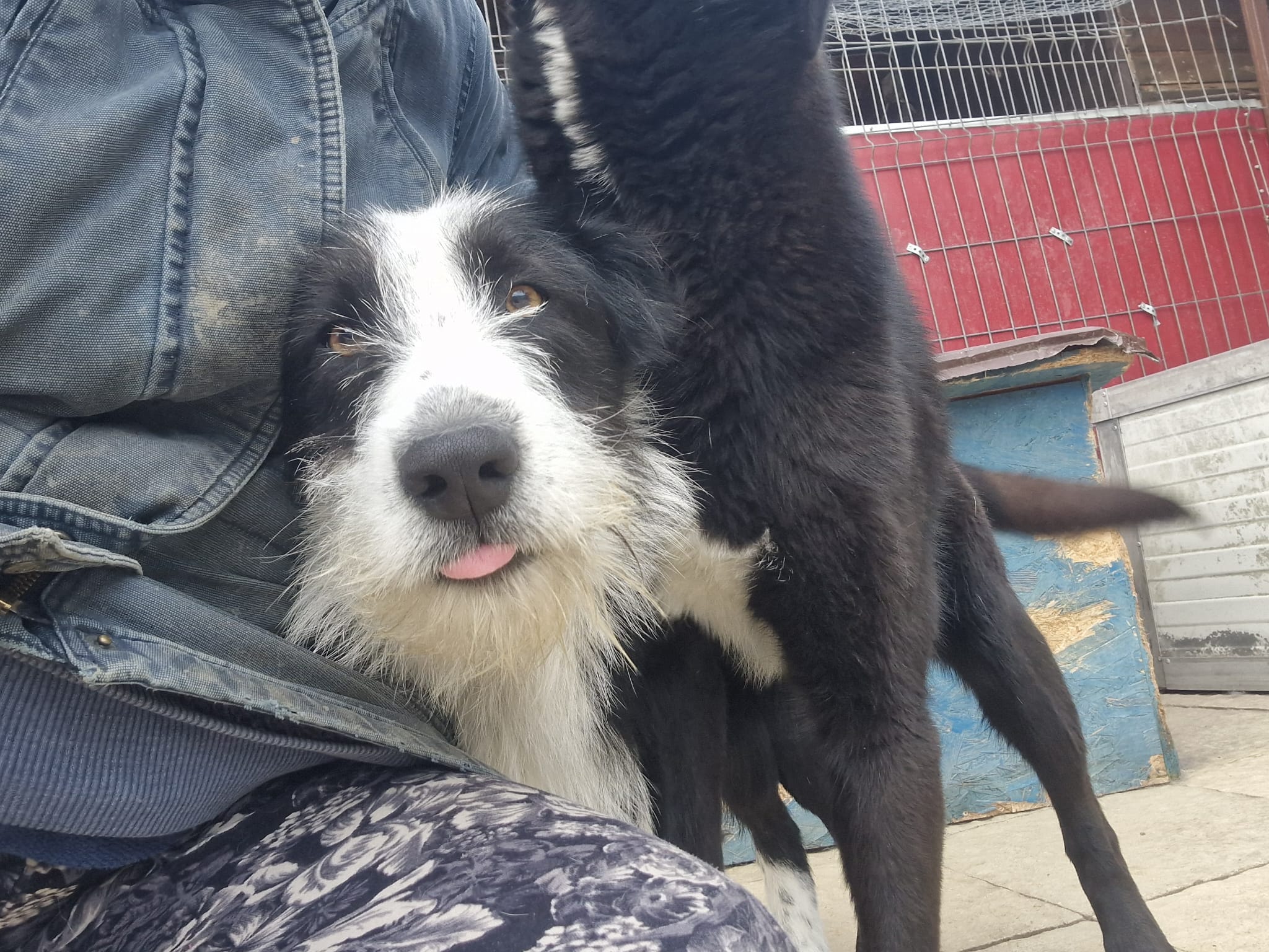 Sammy