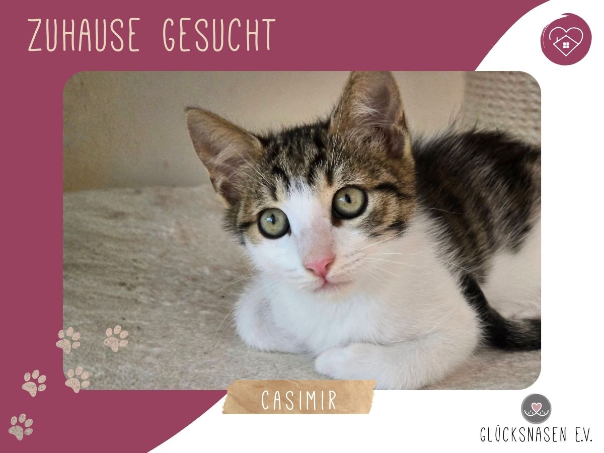 Casimir sucht Anschluss