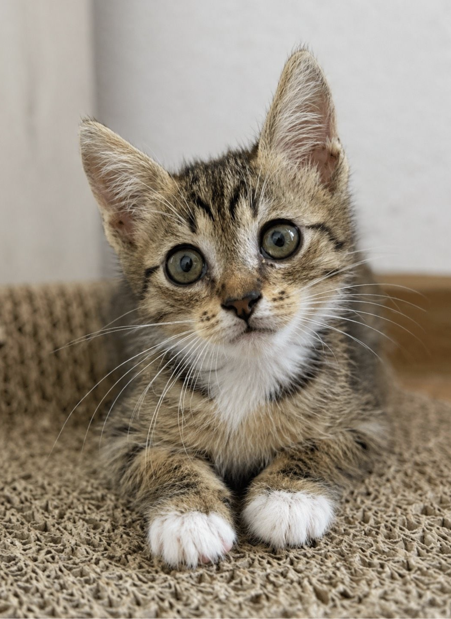 Mimi