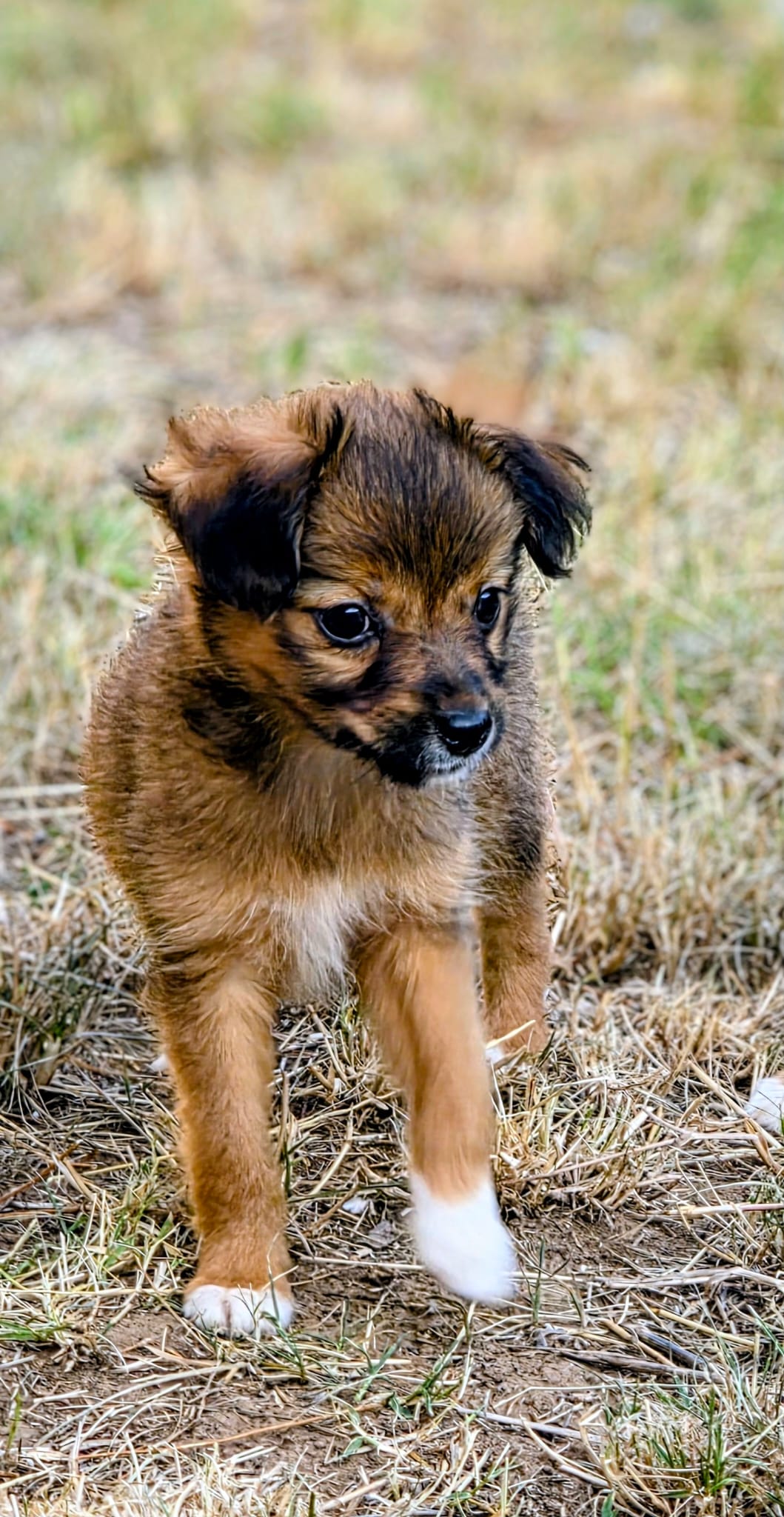 Canela