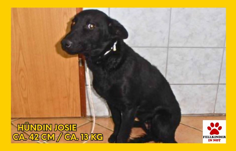 Josie