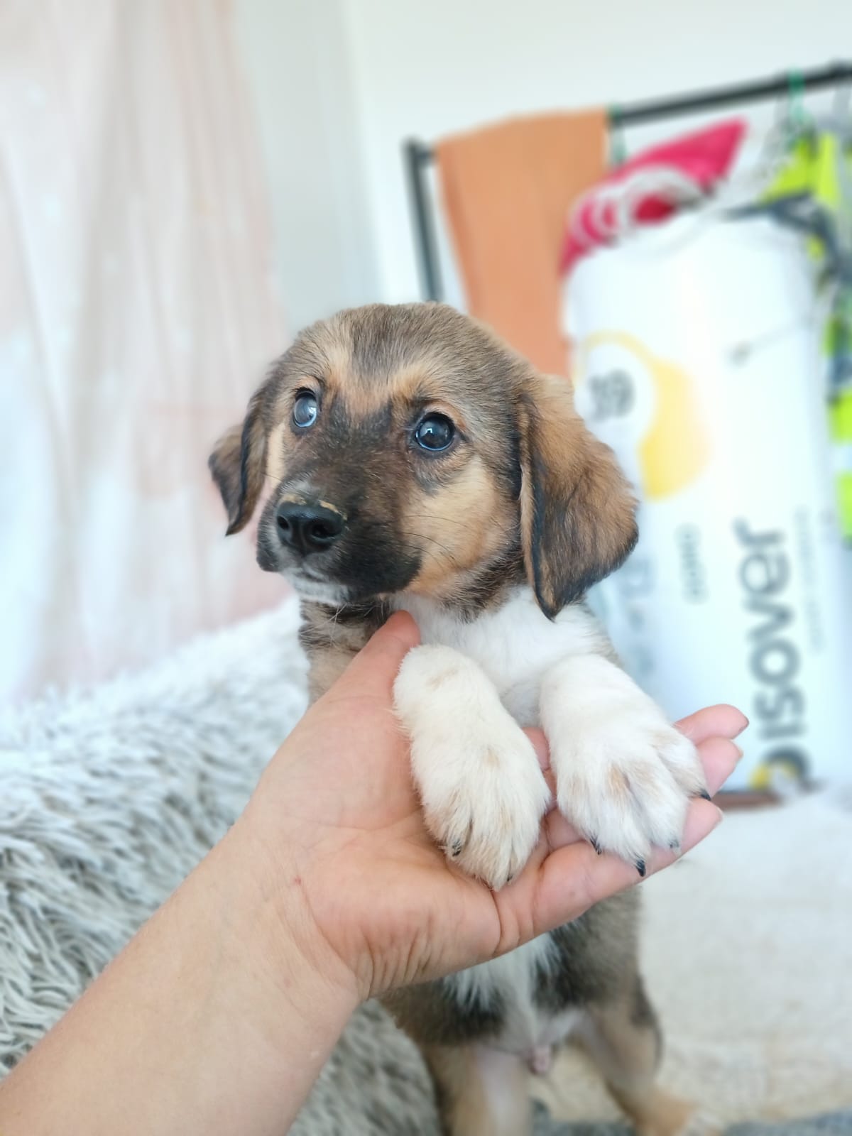 🐶Kleiner Welpe Iggy🐶
