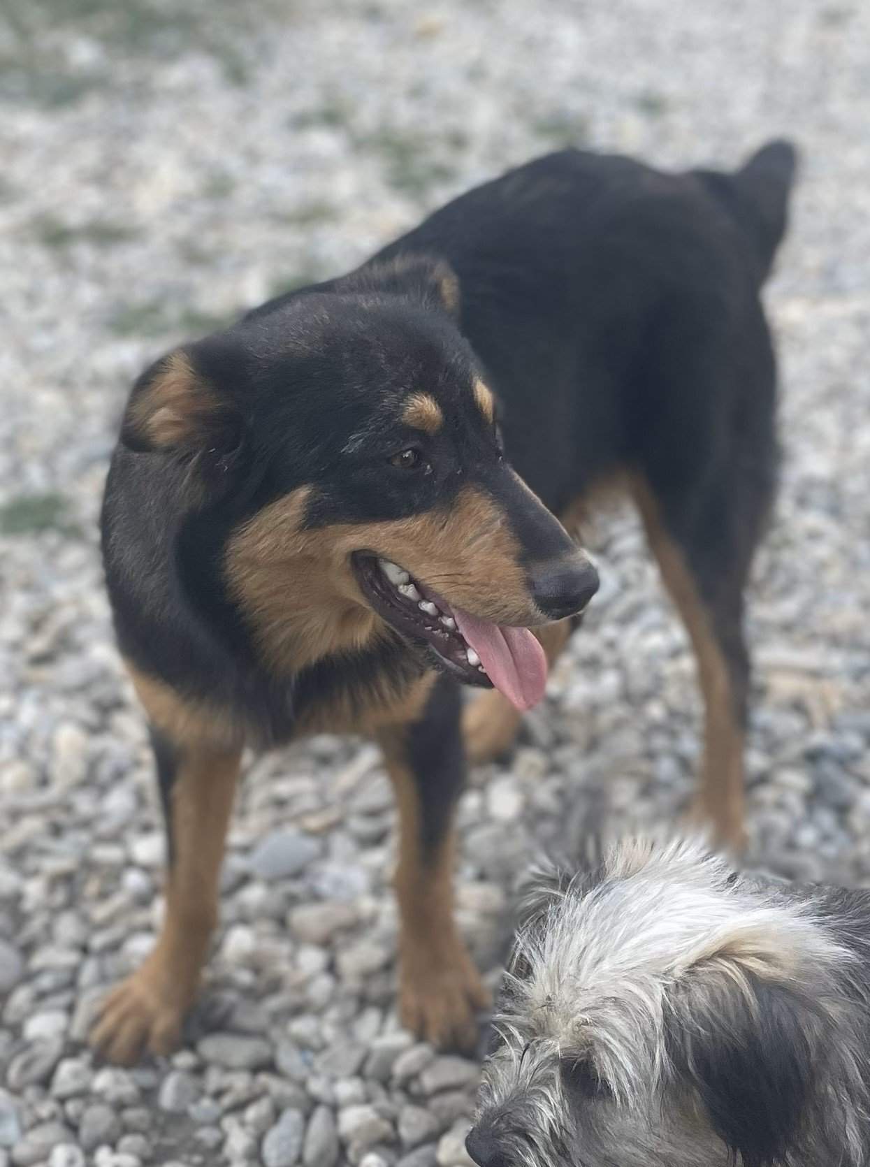 Paulo