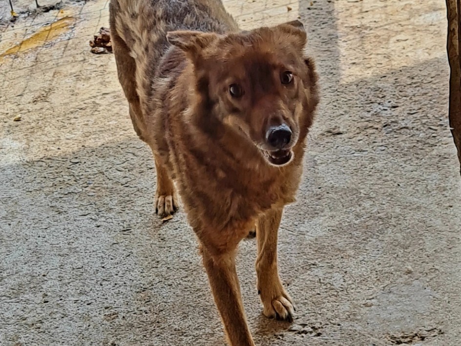 Senta