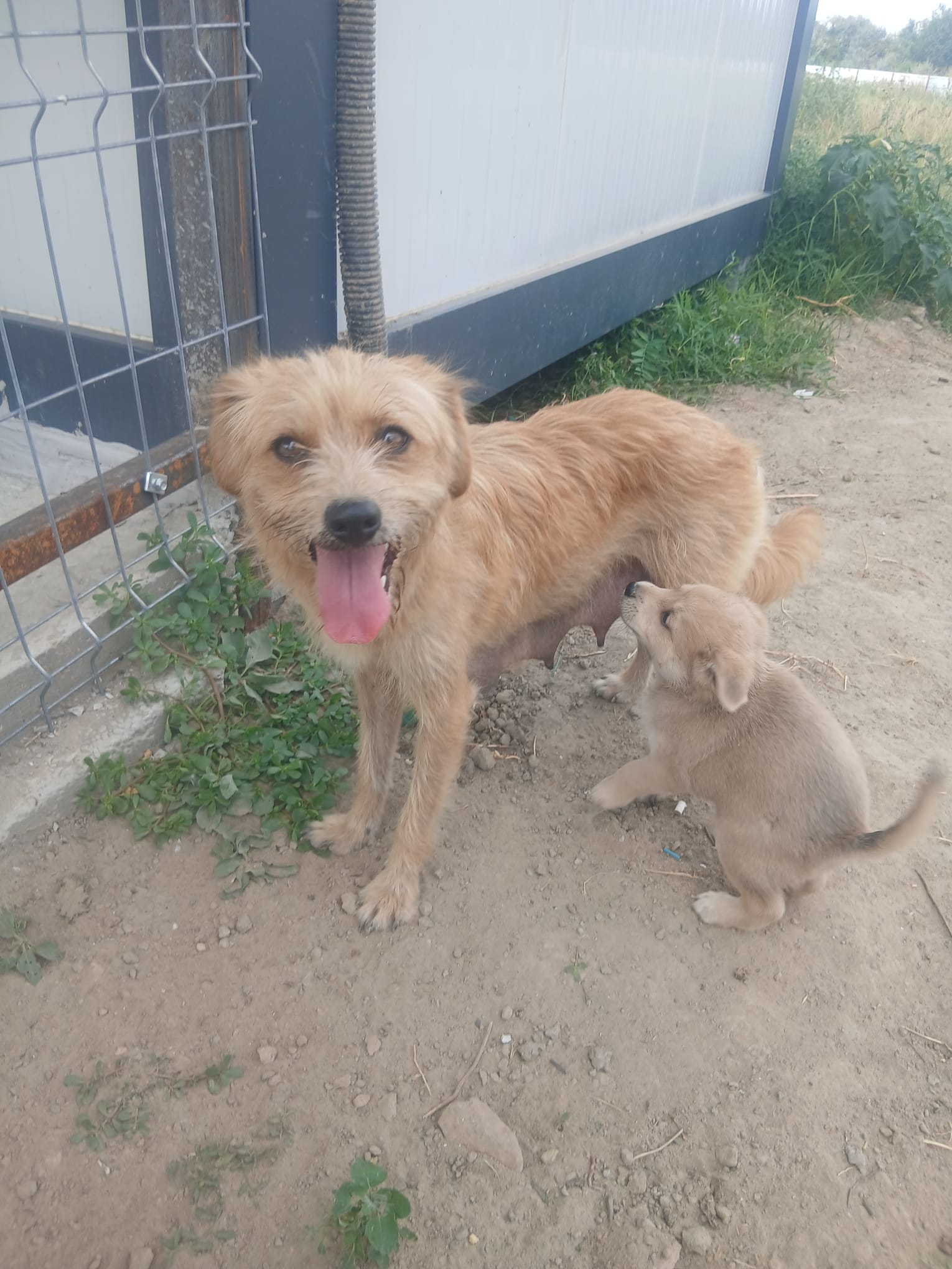 Inessa 🐕