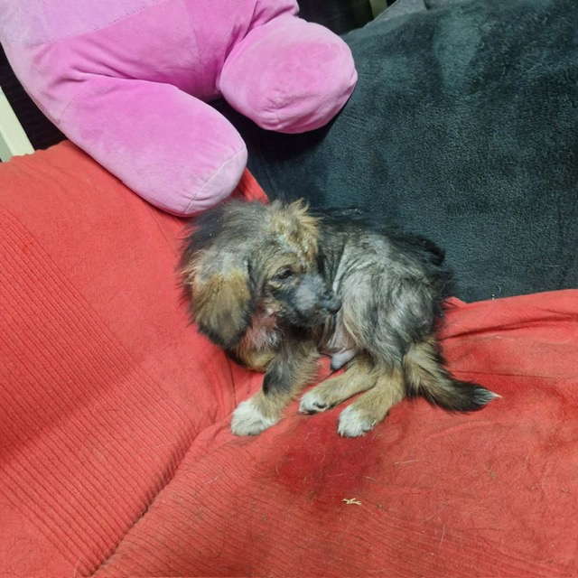 Teddy