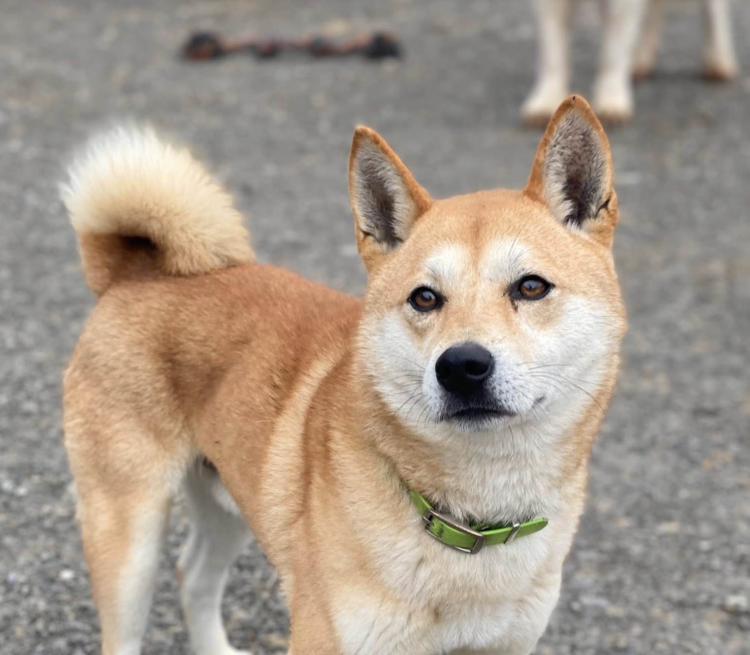 Ryuu