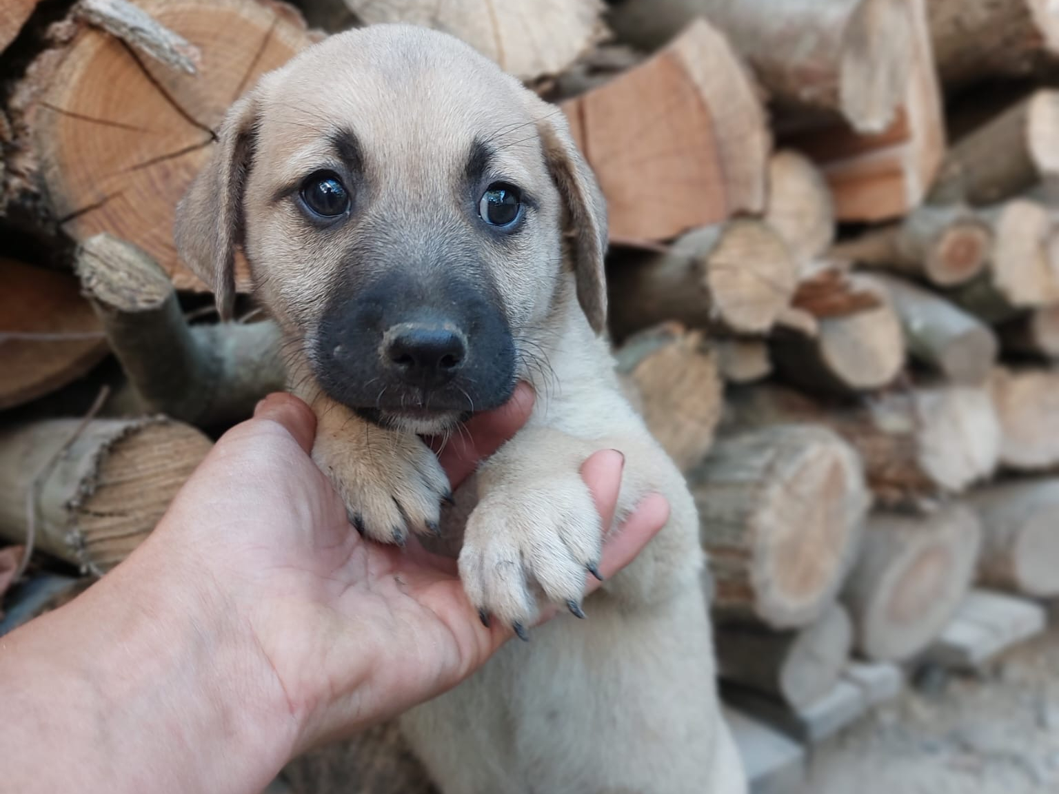 Eli 🐾🐕