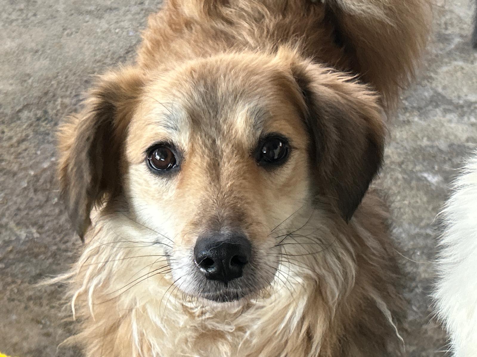 Rosie