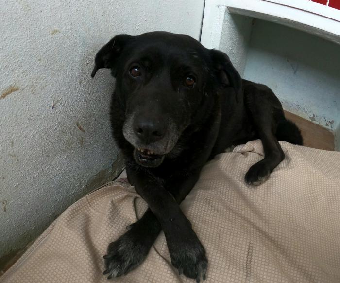 🍀GUS🍀- traumhafter Hundeopa