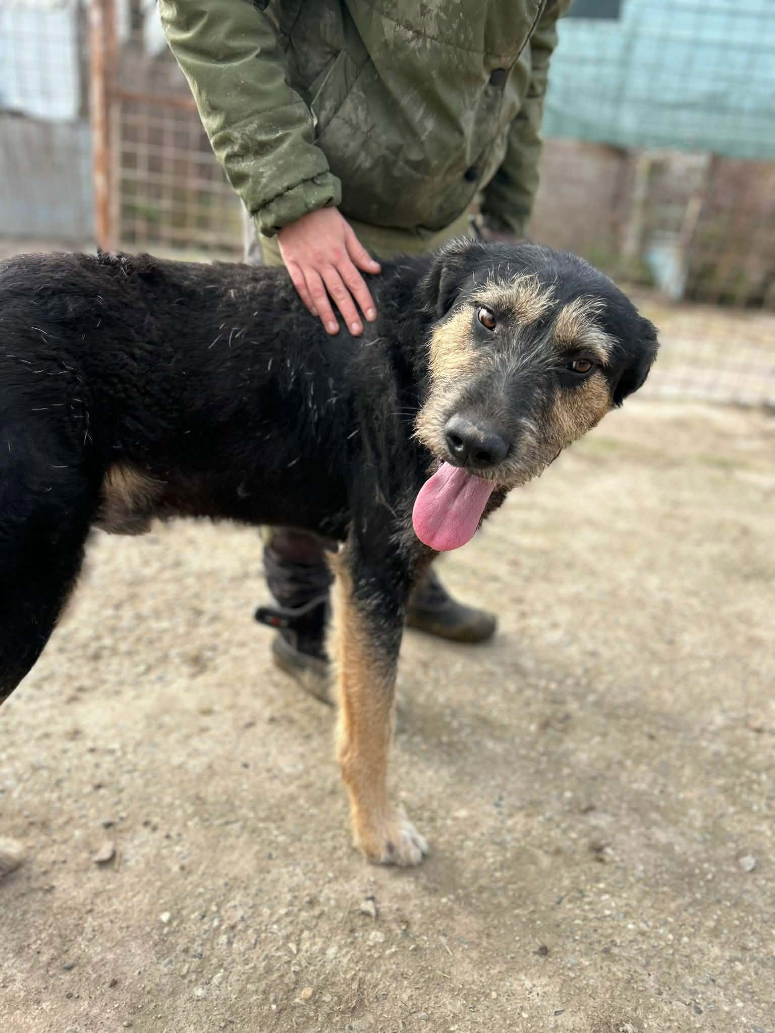 Barney🐾großer, sanfter Rüde