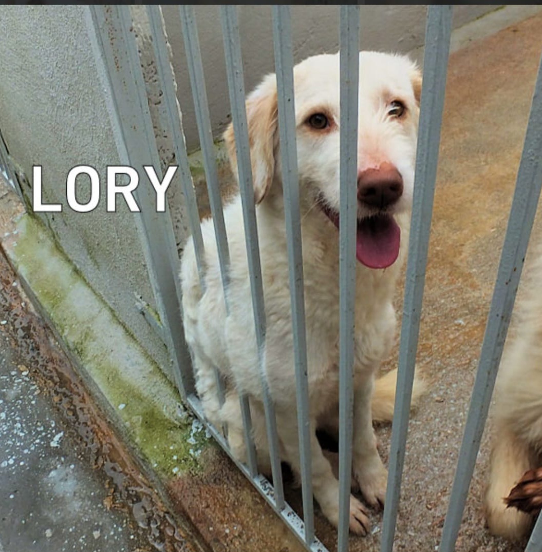 Lory