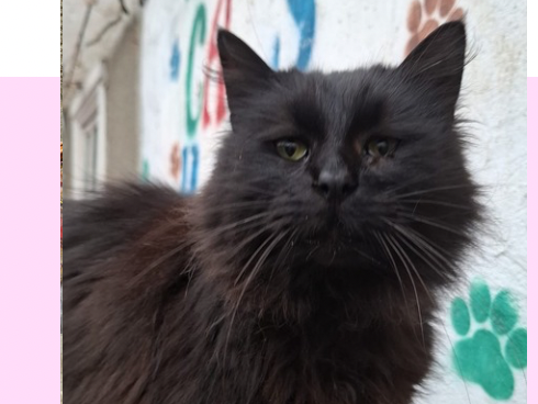 Nera 🐾🐈‍⬛